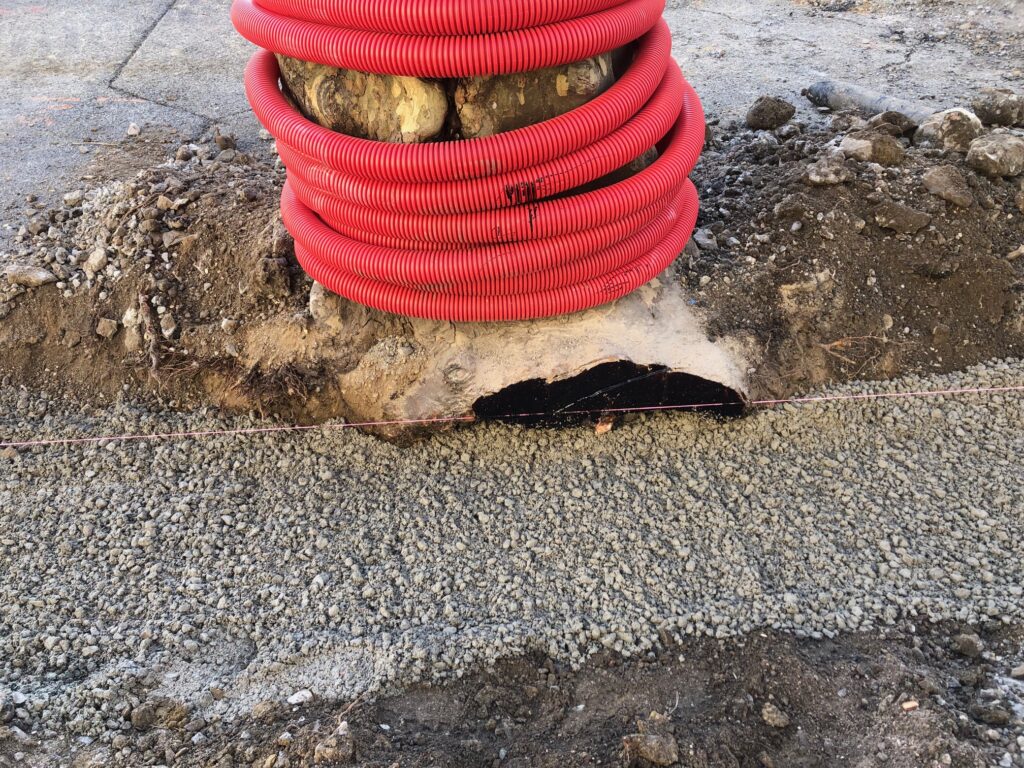 Système racinaire endommagé