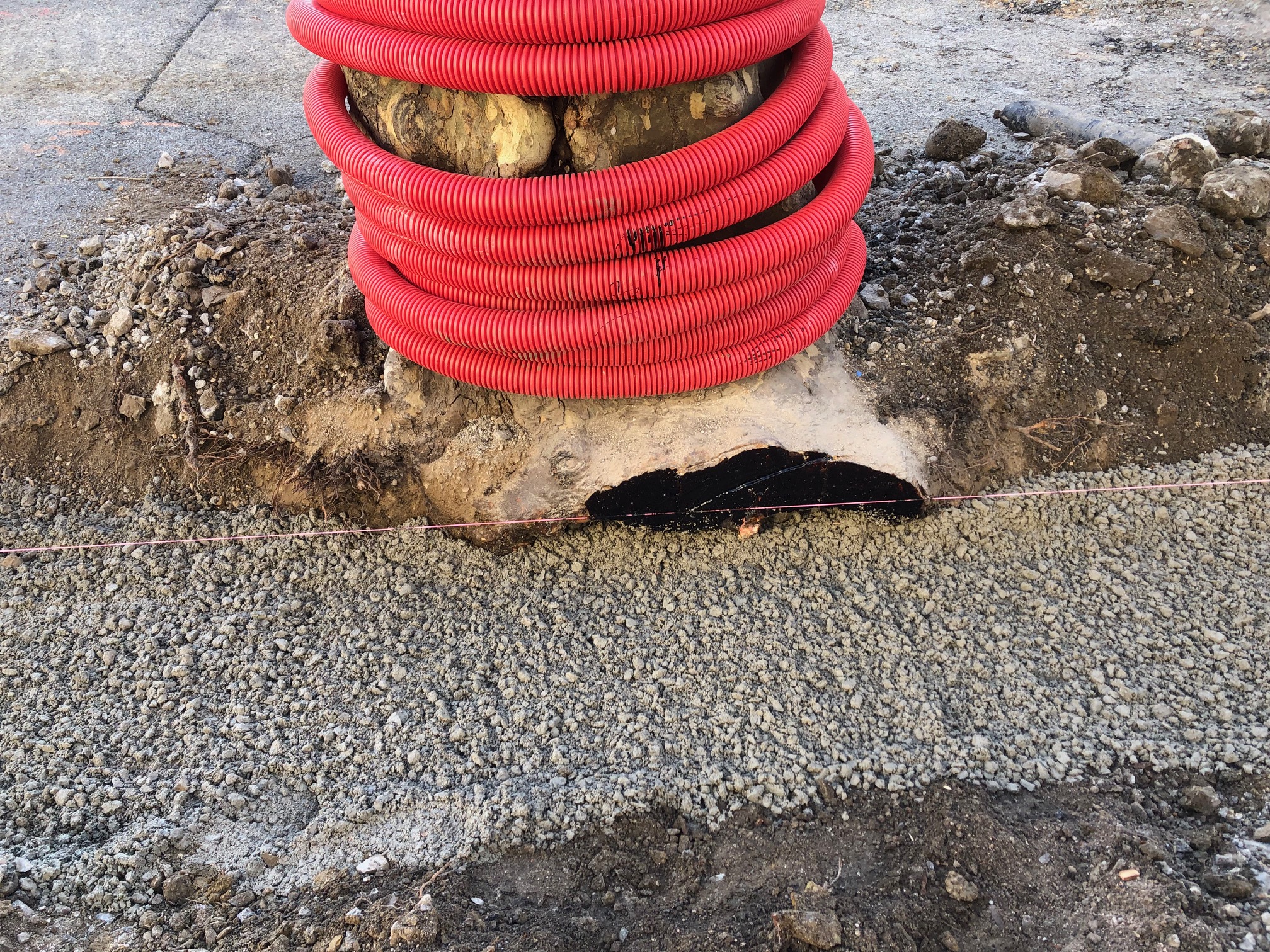 Système racinaire endommagé