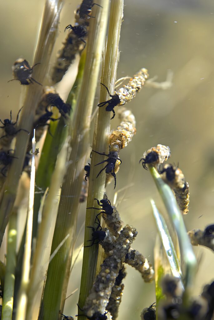 Les architectes de la rivière