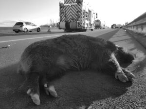 Sanglier blessé en Bourgogne